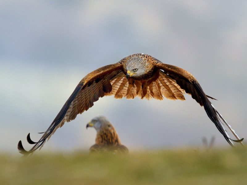 red kite in flight