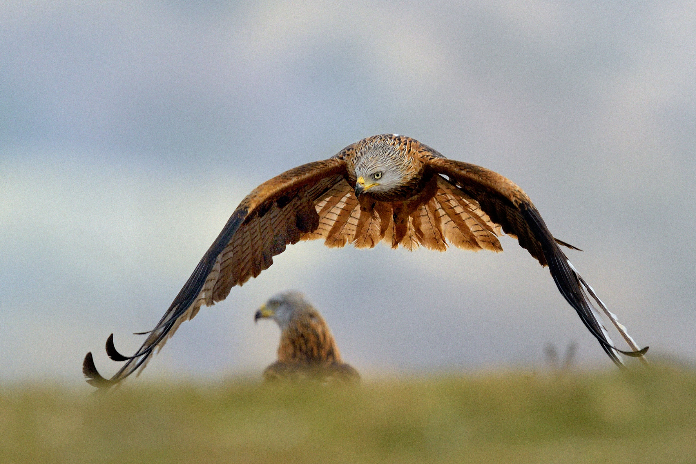 red kite in flight