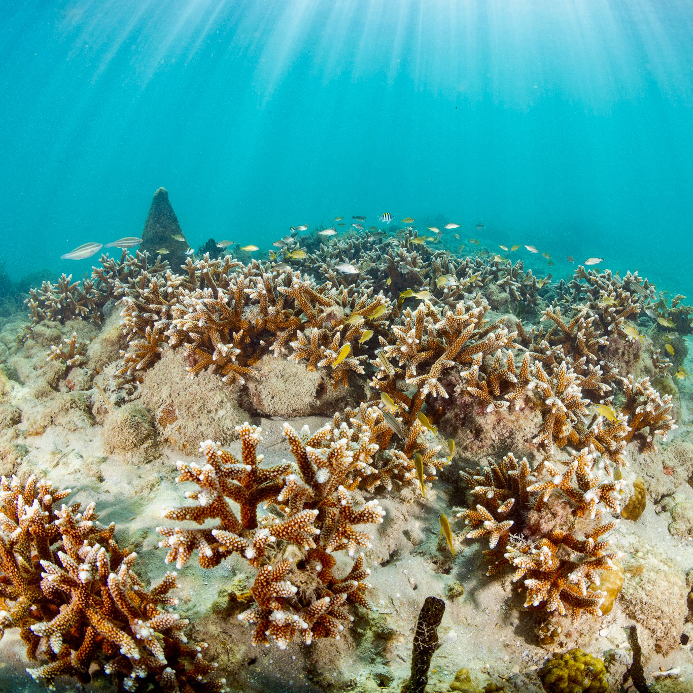 staghorn coral