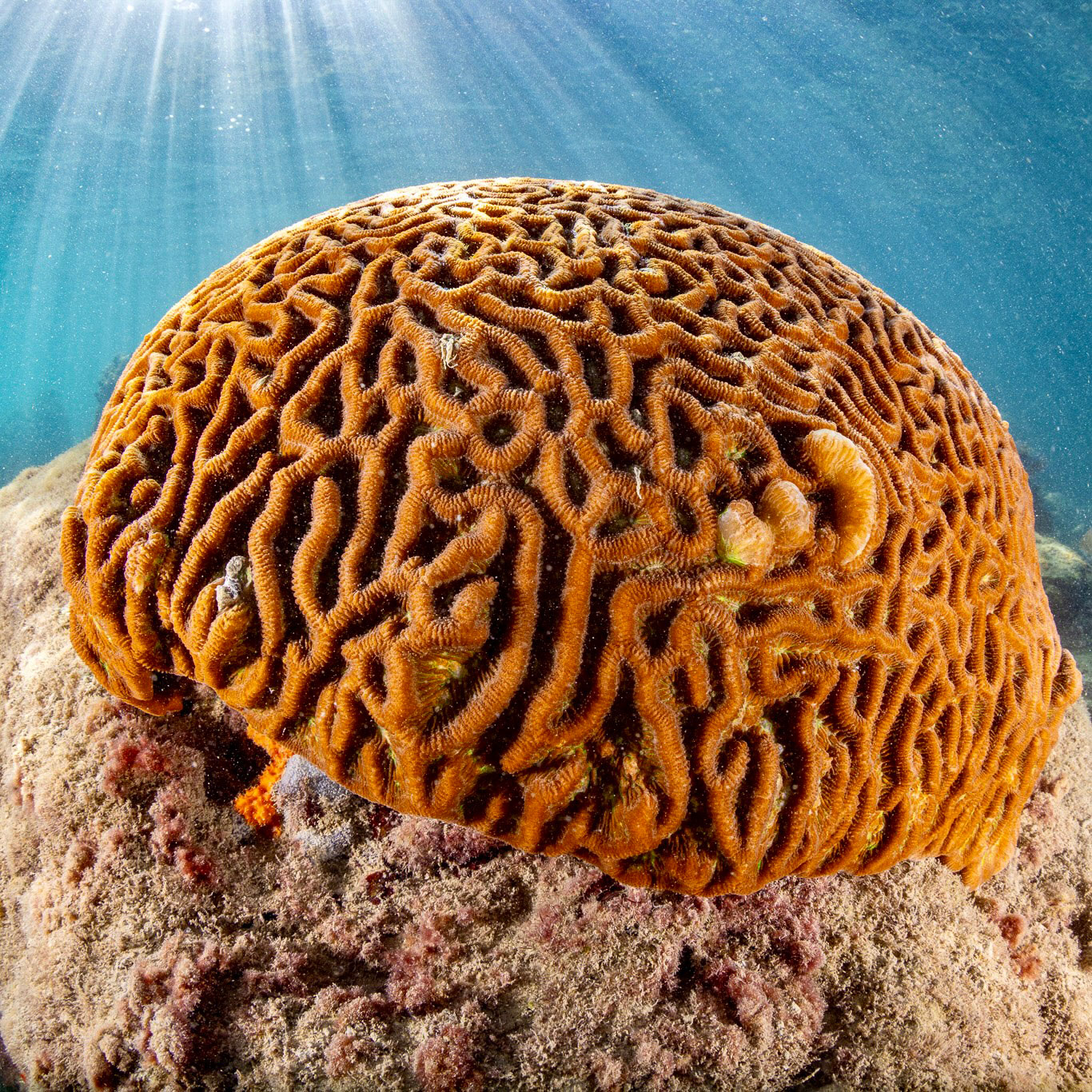 brain coral