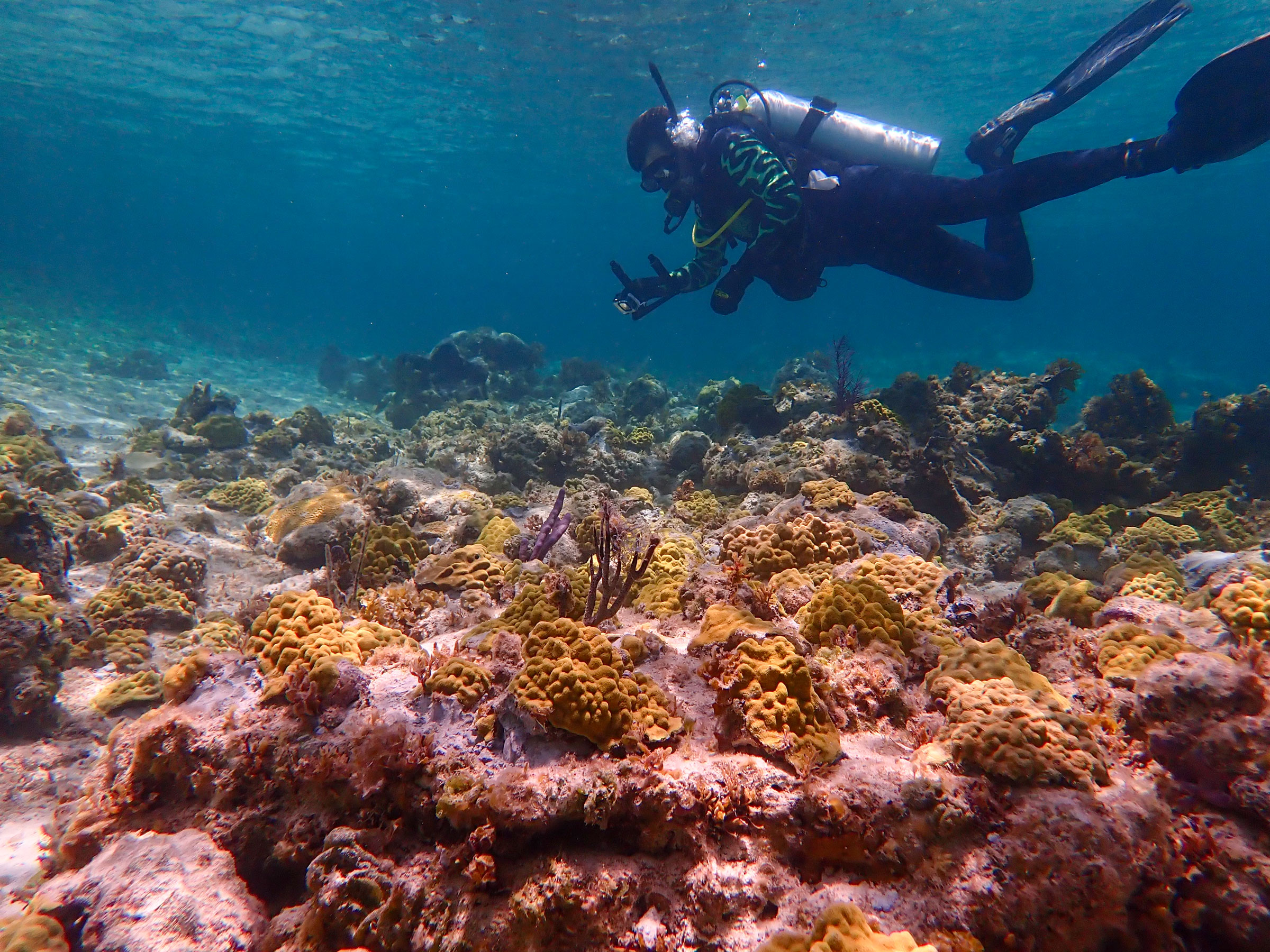 diver over coral reef in Miami