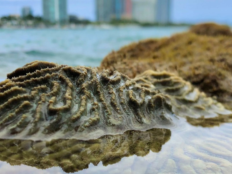 coral with Miami skyscrapers in the background
