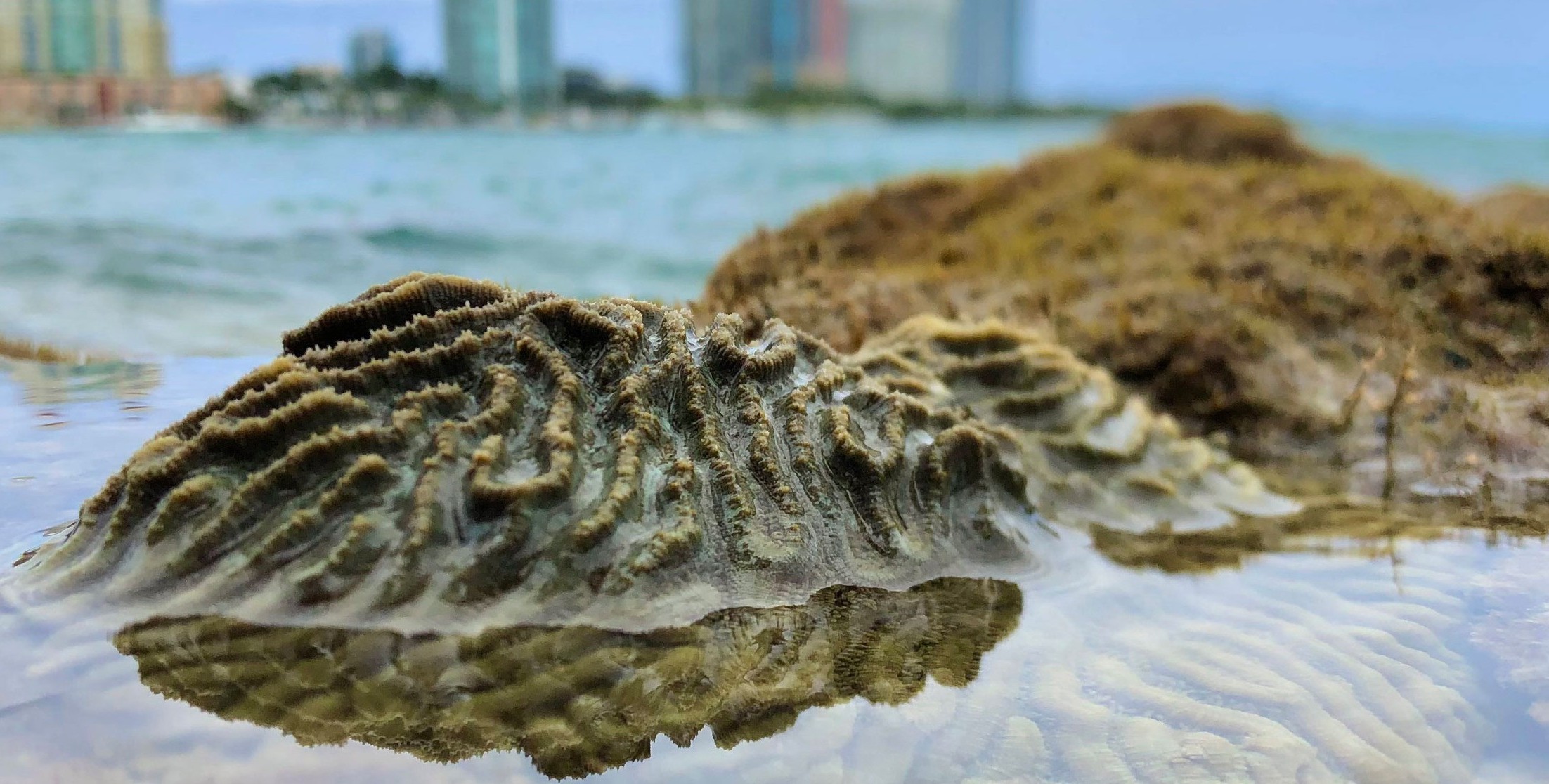 coral with Miami skyscrapers in the background