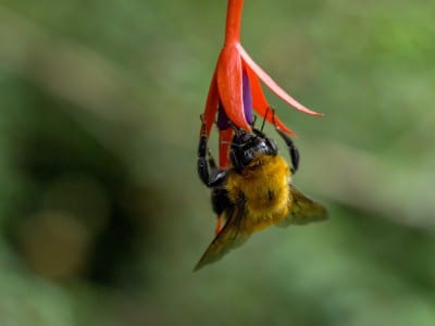 bumblebee on a flower