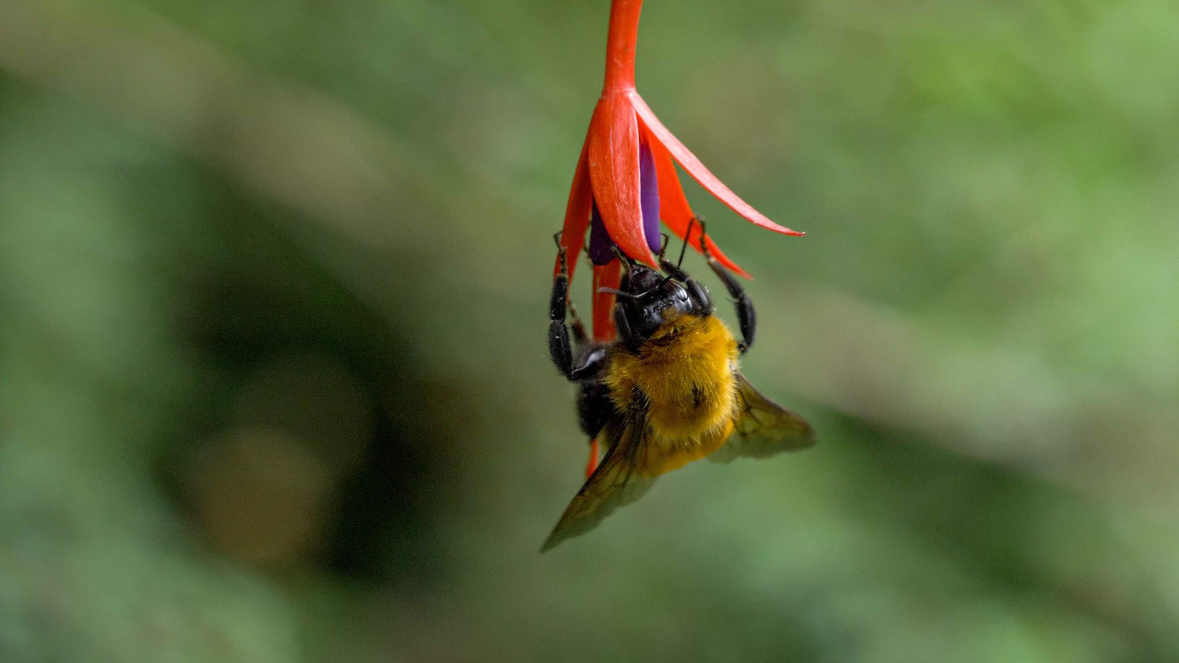 bumblebee on a flower