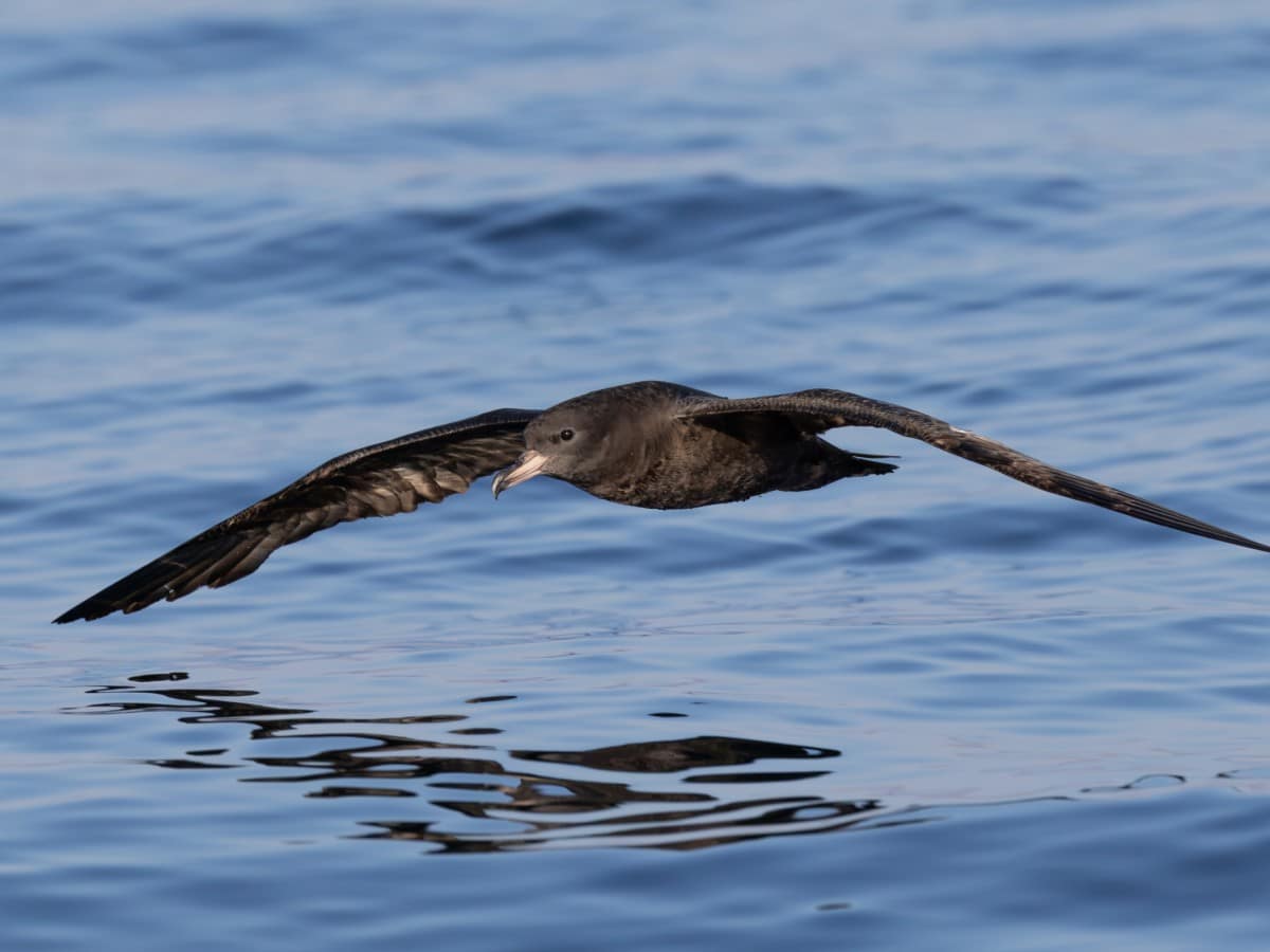 sable shearwater flying over water