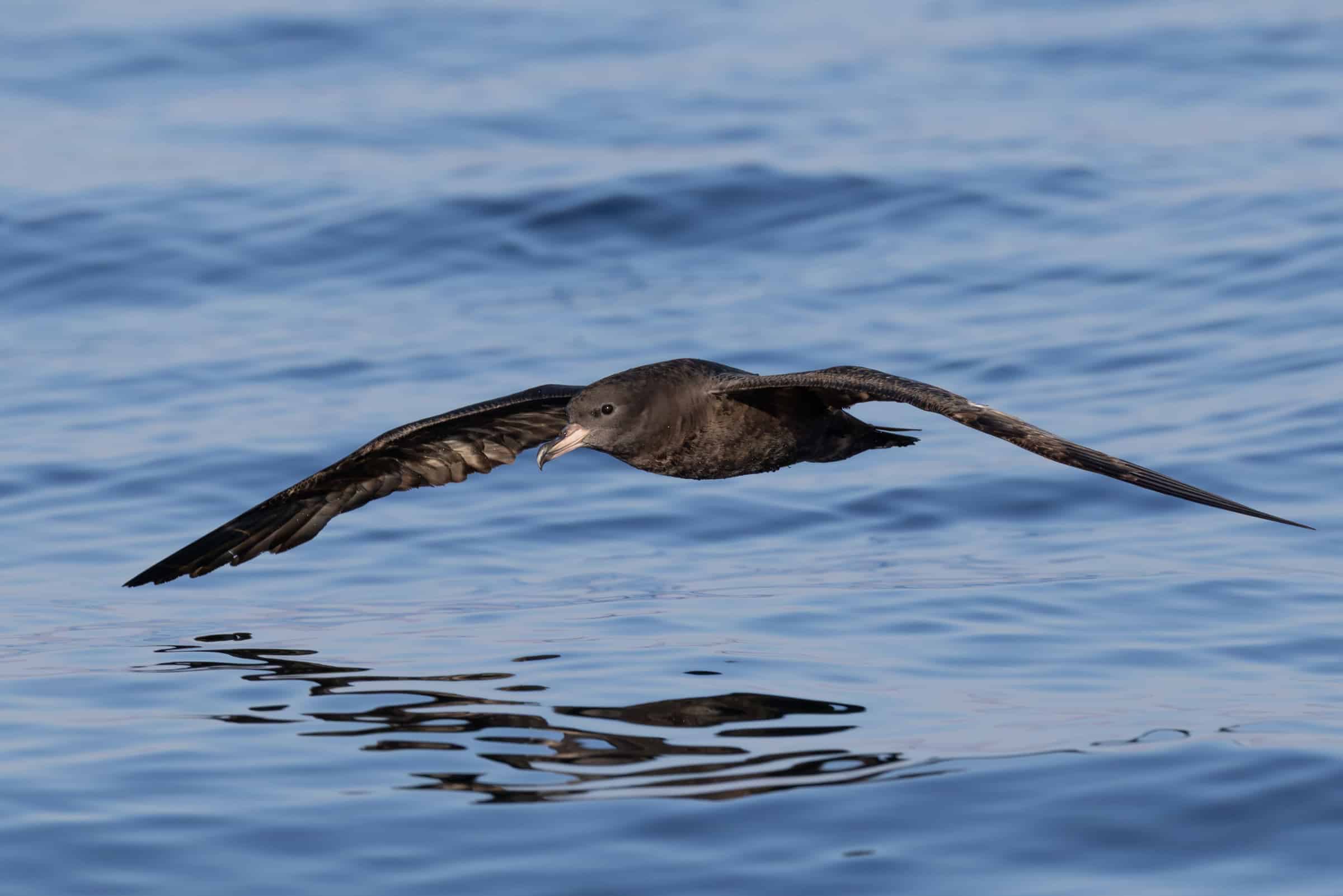 sable shearwater flying over water