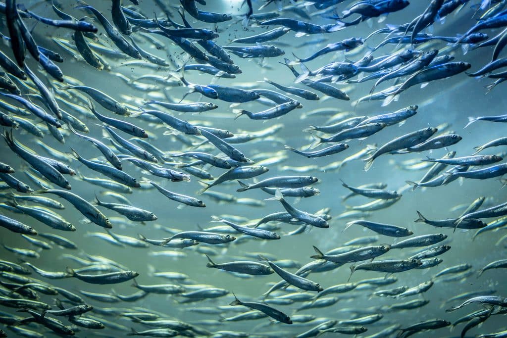 school of alewives