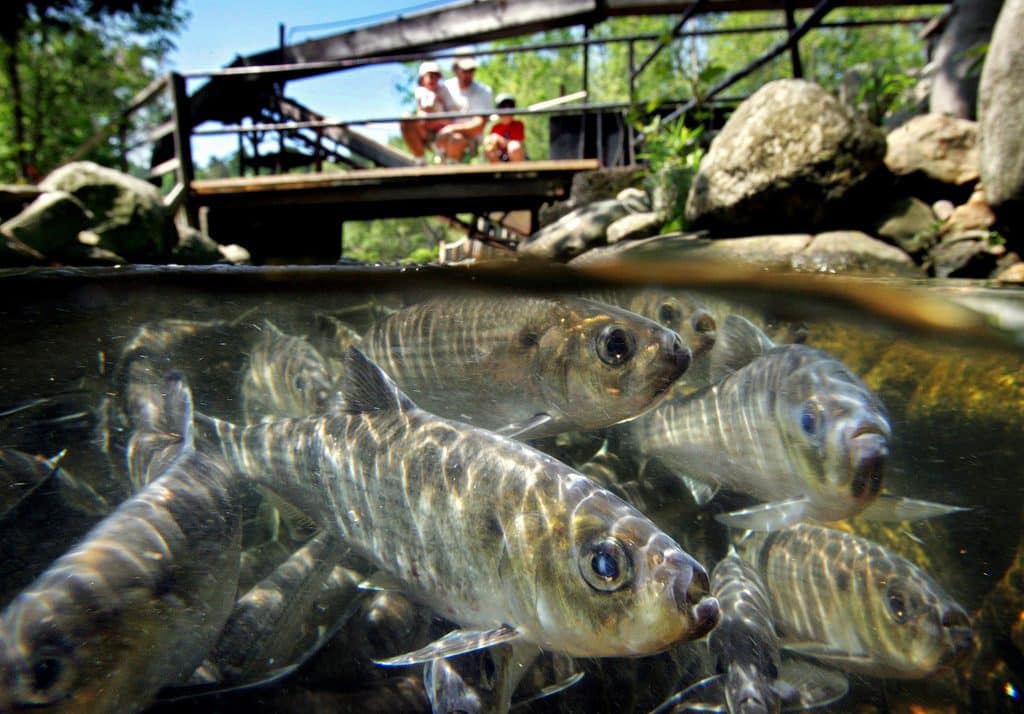 alewives in the Damariscotta River, Maine