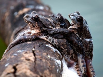 A large female Foam Nest Frog mating with two smaller males