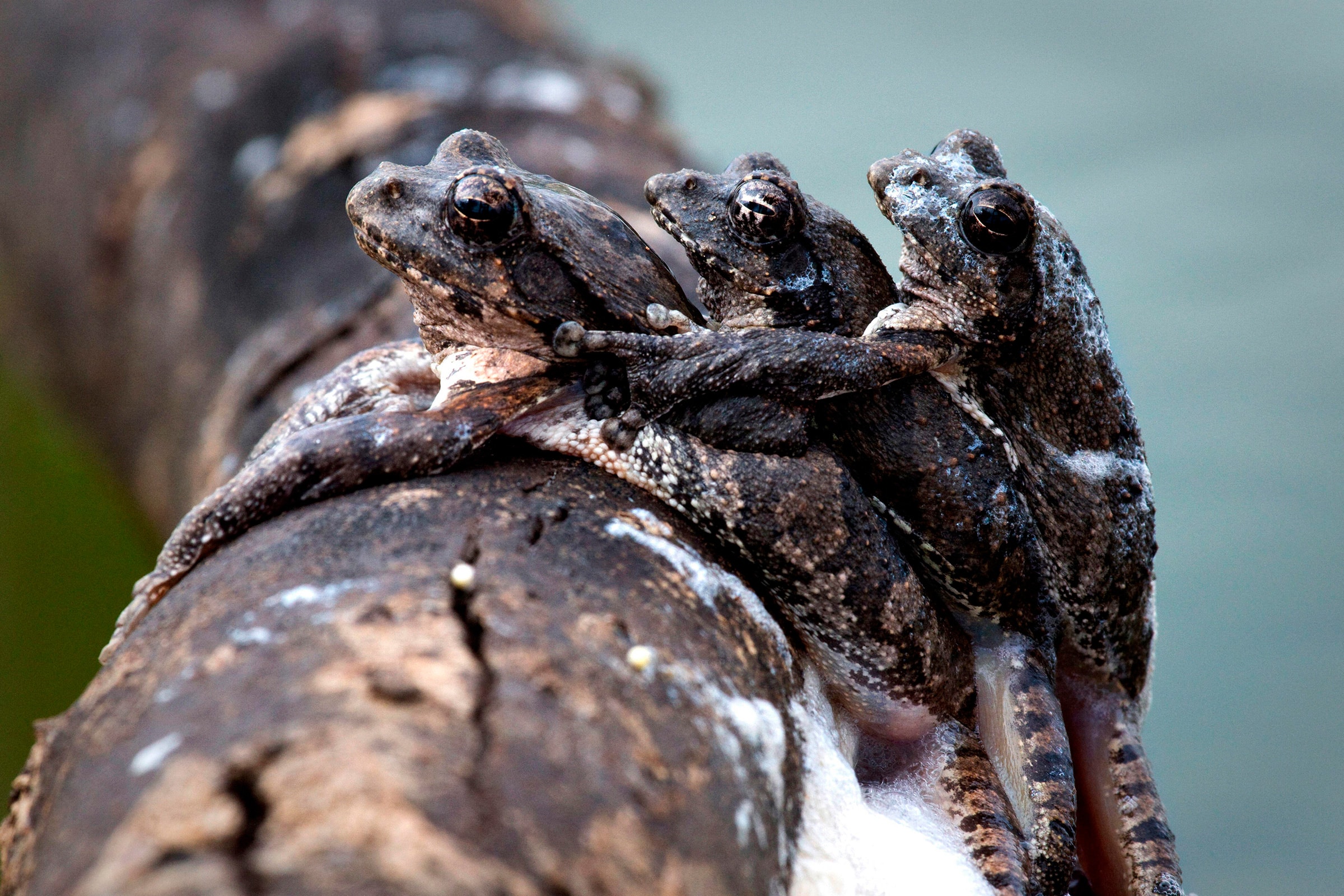 A large female Foam Nest Frog mating with two smaller males