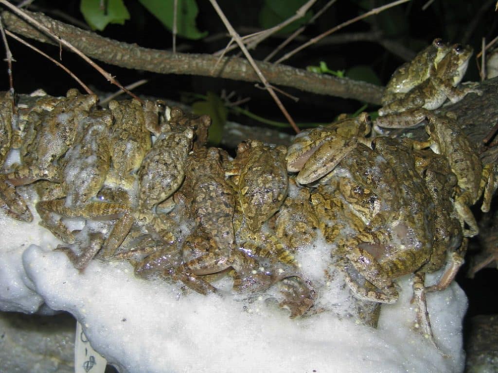 foam-nest tree frogs mating