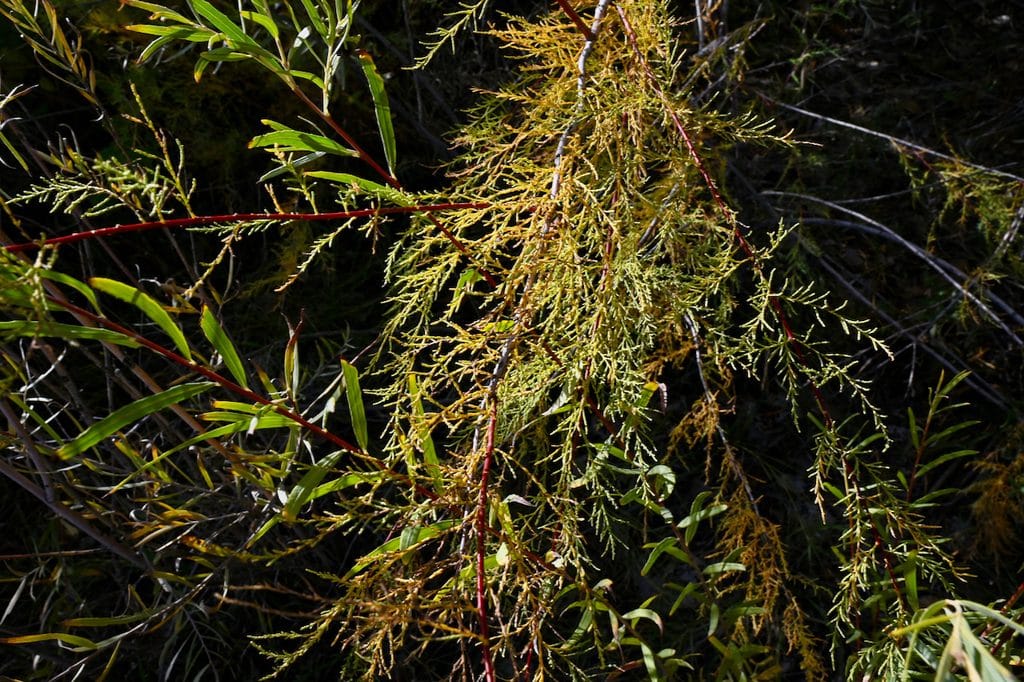 Tamarisk brances