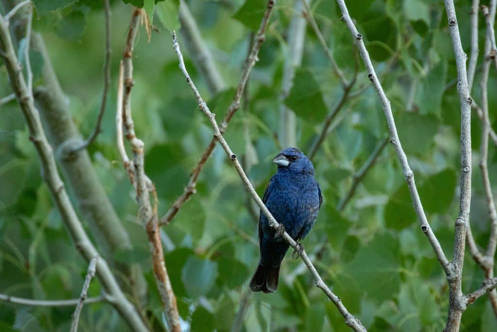 blue grosbeak