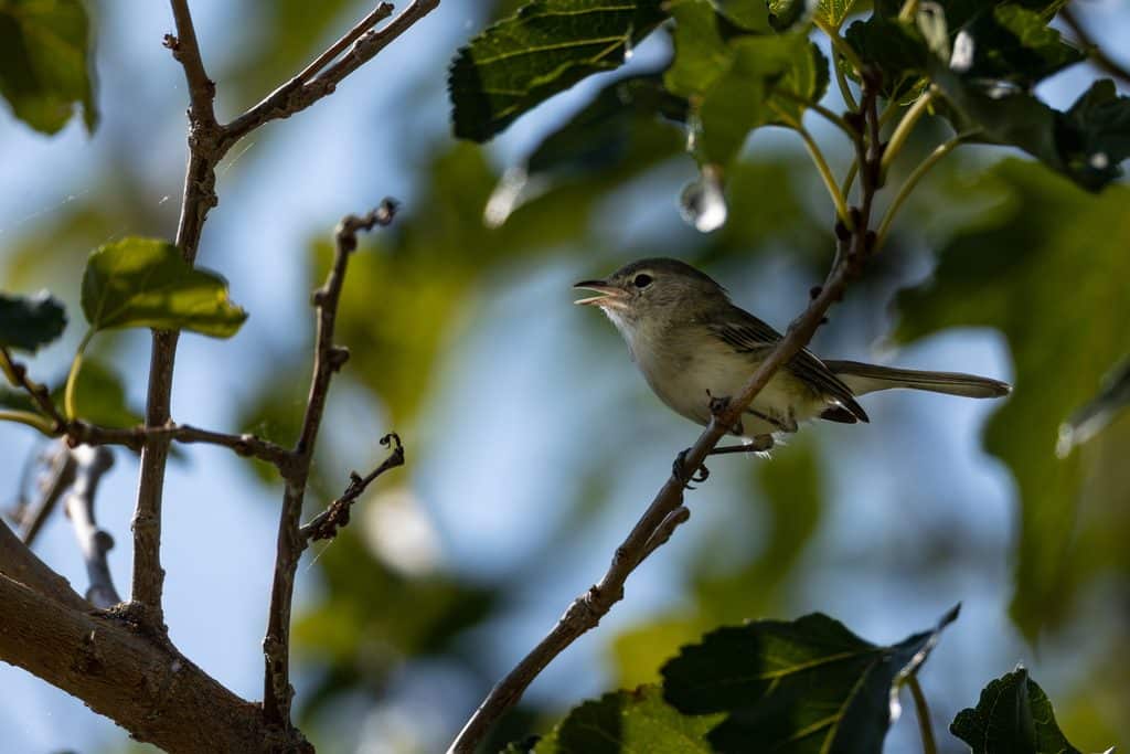 Southwestern willow flycatcher
