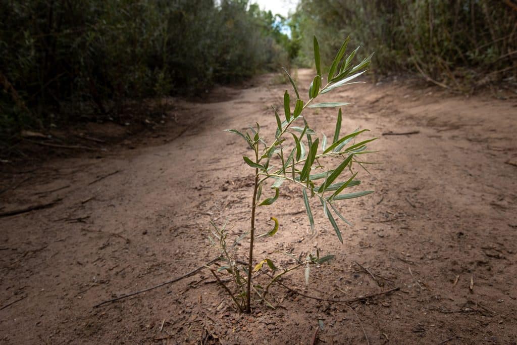 sapling in a dry river bed