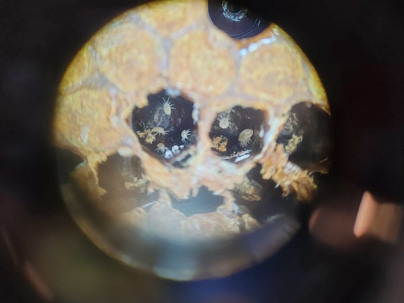 microscope image of tropilaelaps mites