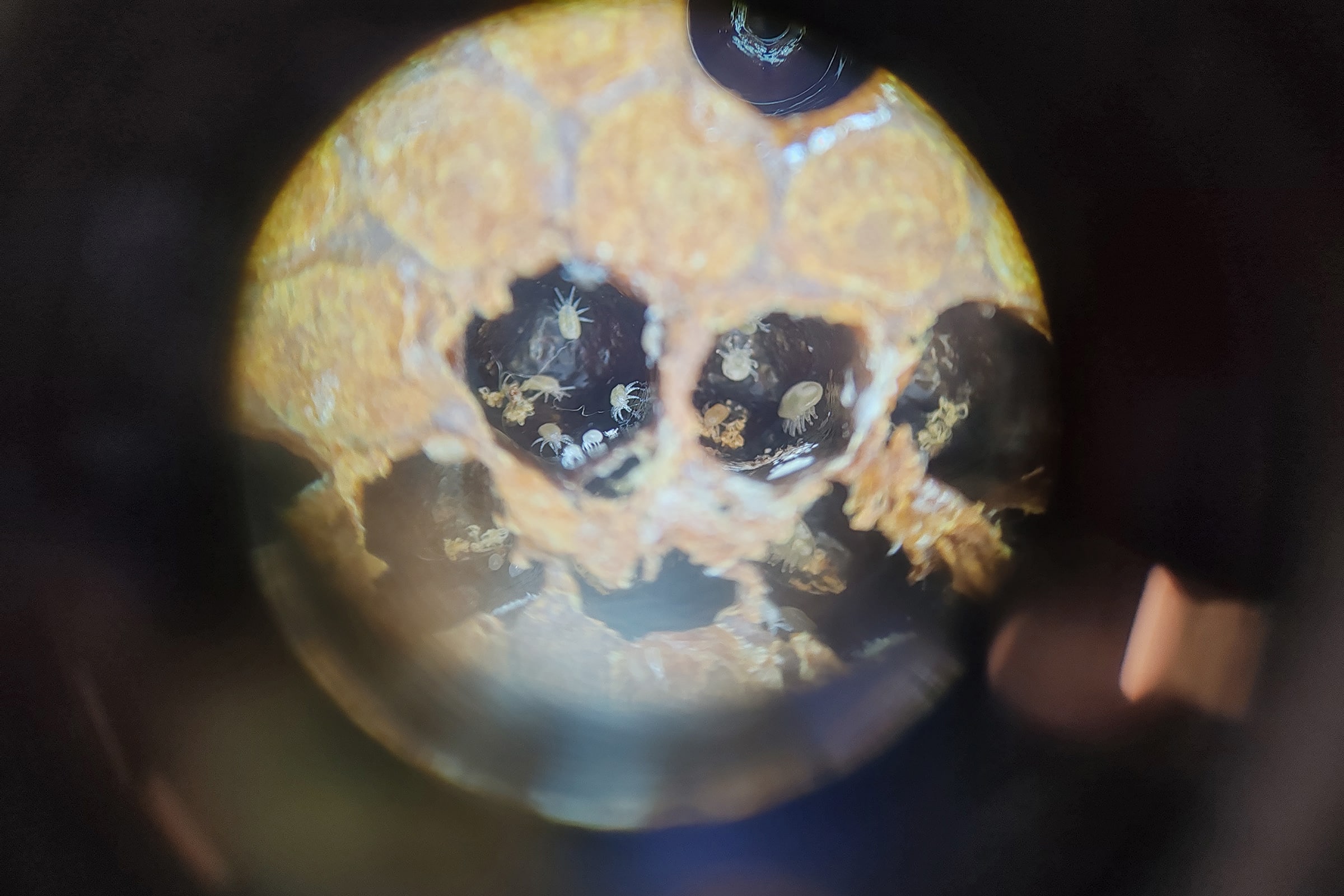 microscope image of tropilaelaps mites