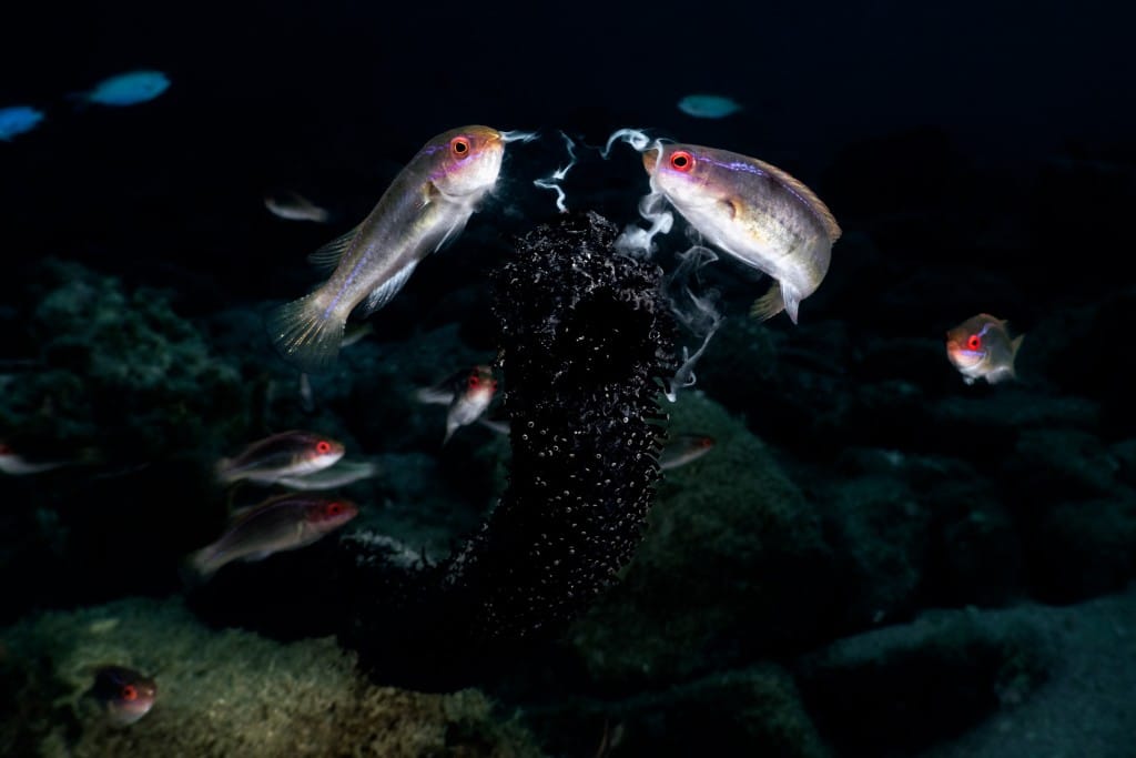 Threadfin wrasse eating sperm of a black sea cucumber