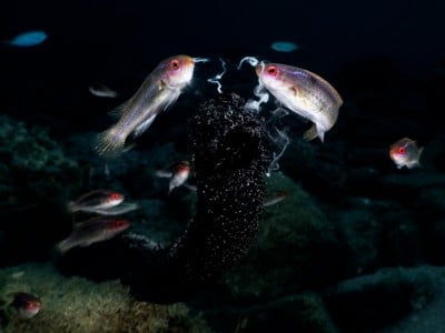 Threadfin wrasse eating sperm of a black sea cucumber