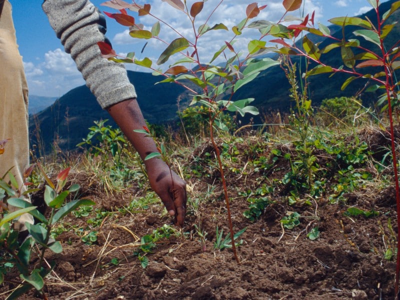Tree planting , Rift valley, Ethiopia