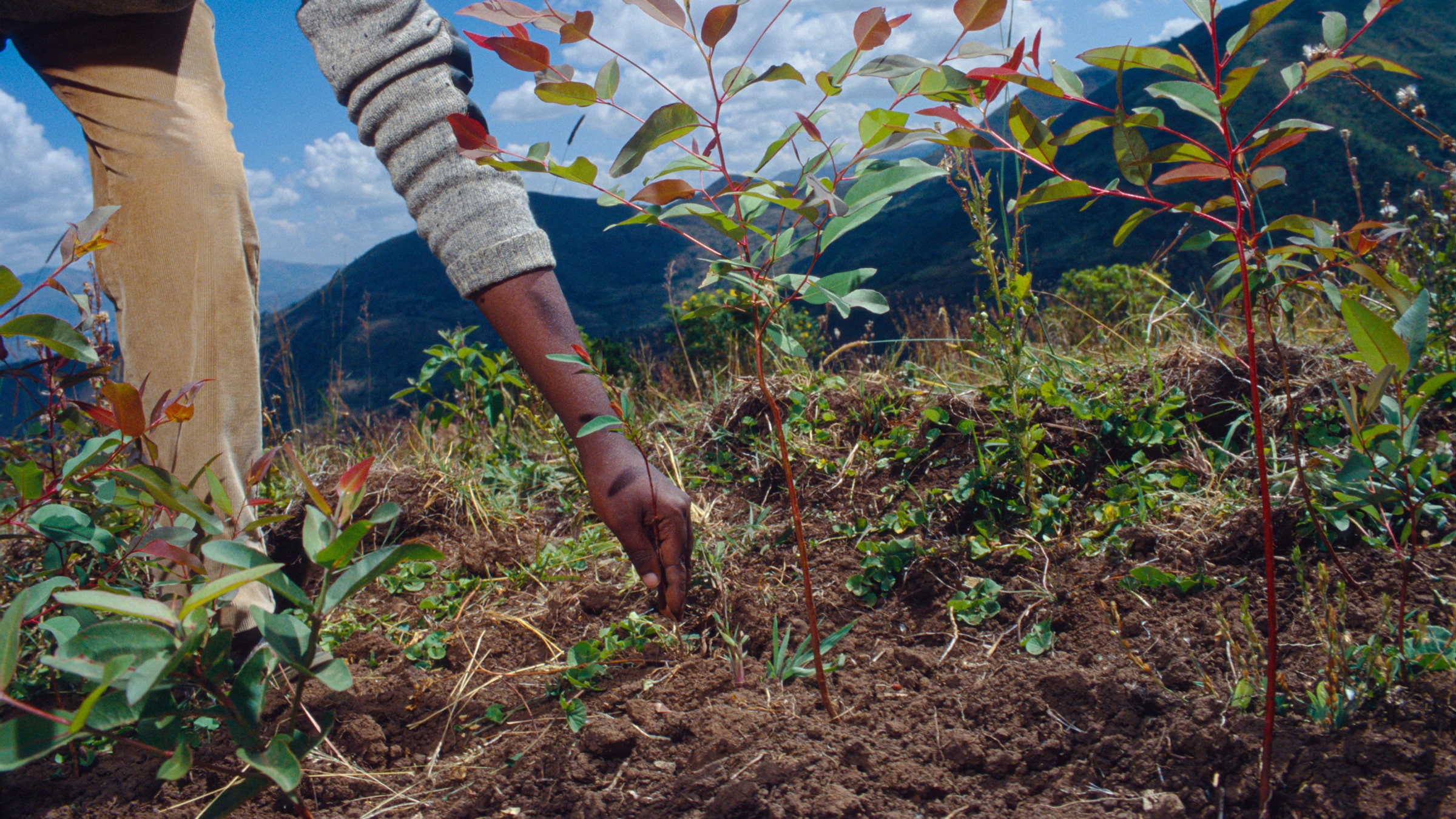 Tree planting , Rift valley, Ethiopia