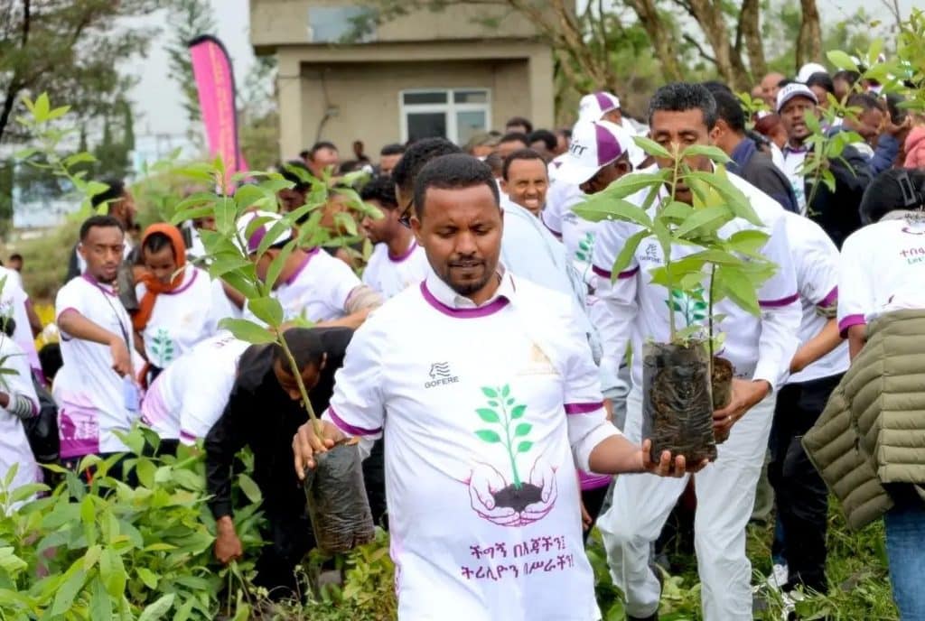 Volunteers plant seedlings on the outskirts of Addis Ababa, Ethiopia, as part of a nationwide tree-planting drive in early August 2026.