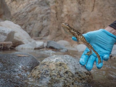mountain yellow-legged frog jumps out of a researcher's hand