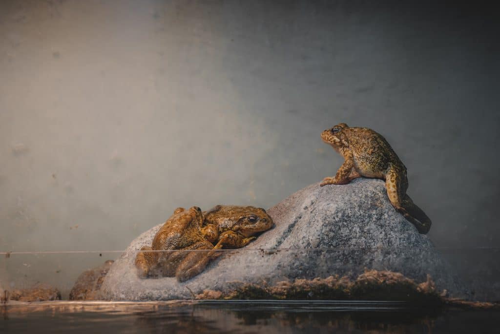 a trio of mountain yellow-legged frogs hangs out in its tank at the Los Angeles Zoo and Botanical Gardens’s captive breeding facility