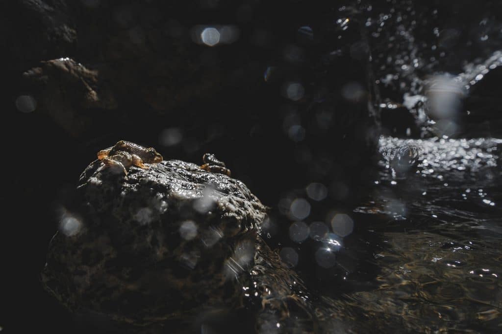 A pair of mountain yellow-legged frogs on a rock beneath a waterfall