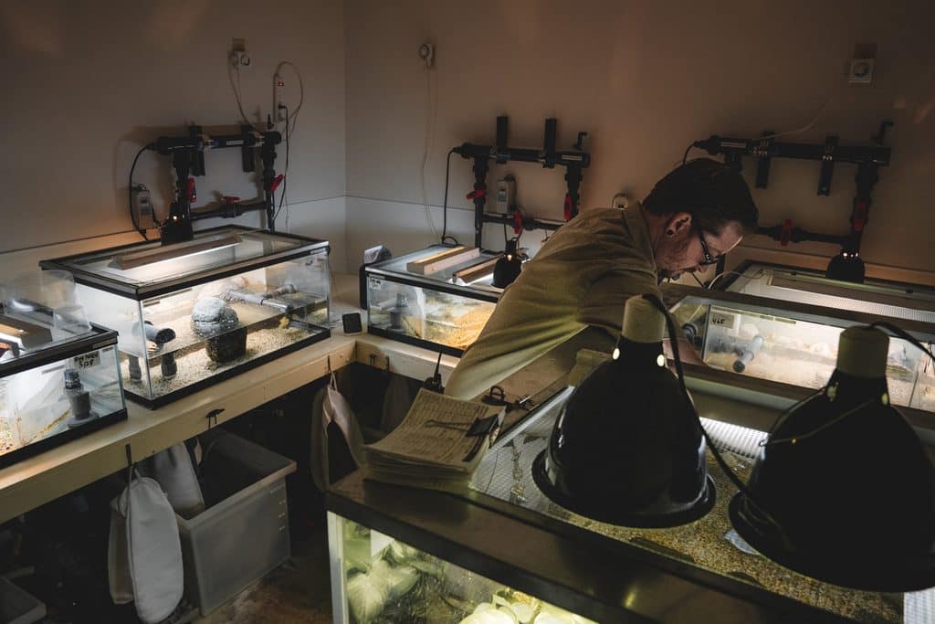 Jeromy Chenault, lead animal keeper for amphibians and reptiles at the L.A. Zoo checks on the health of mountain yellow-legged frogs that are part of a rescue and captive breeding program