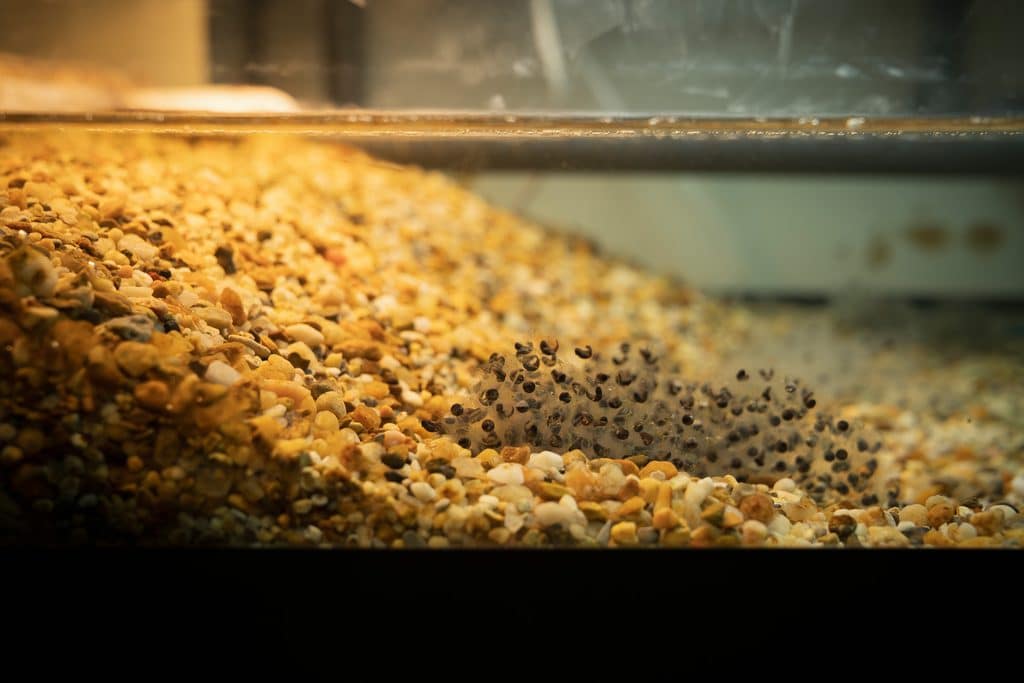 Tadpoles develop inside eggs laid by mountain yellow-legged frogs