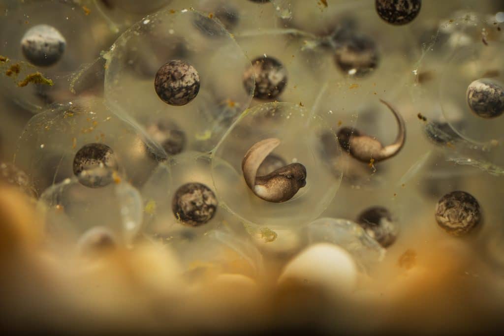 Tadpoles develop inside eggs laid by mountain yellow-legged frogs