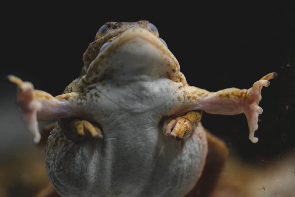 mountain yellow-legged frogs mating