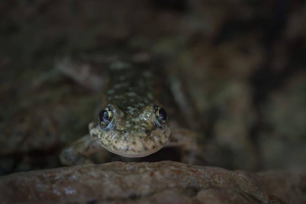 mountain yellow-legged frog