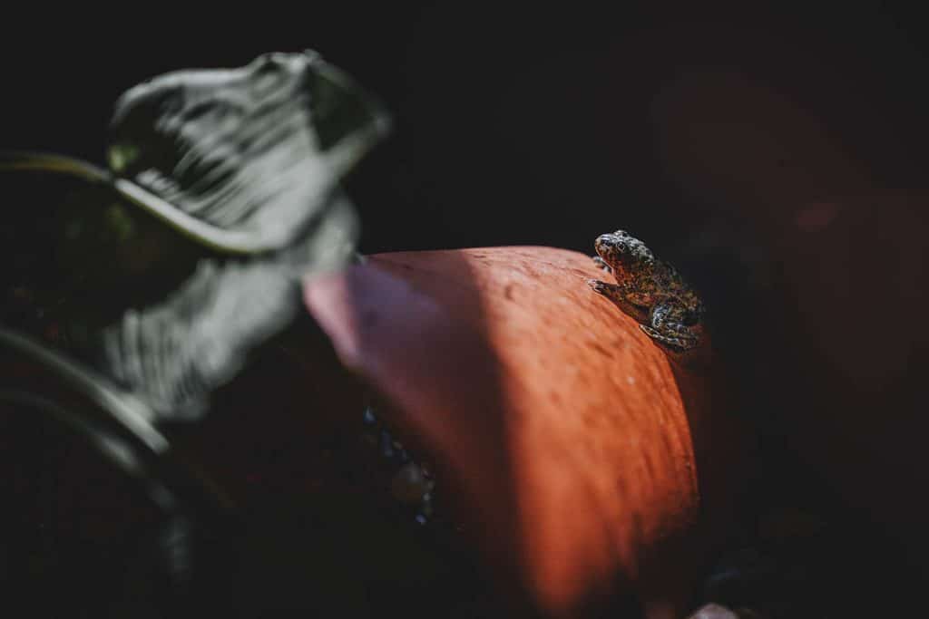 A young adult mountain yellow-legged frog at the Aquarium of the Pacific in Long Beach, California