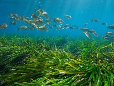fish swim over a seagrass meadow