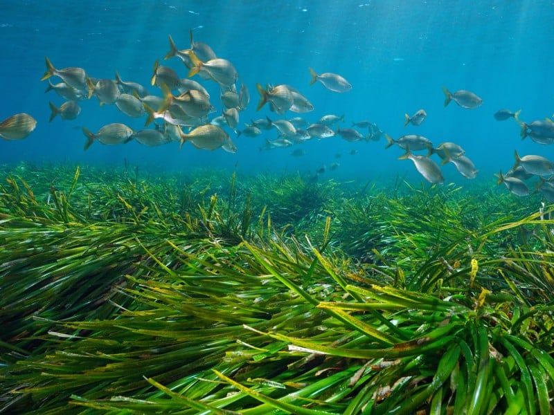 fish swim over a seagrass meadow