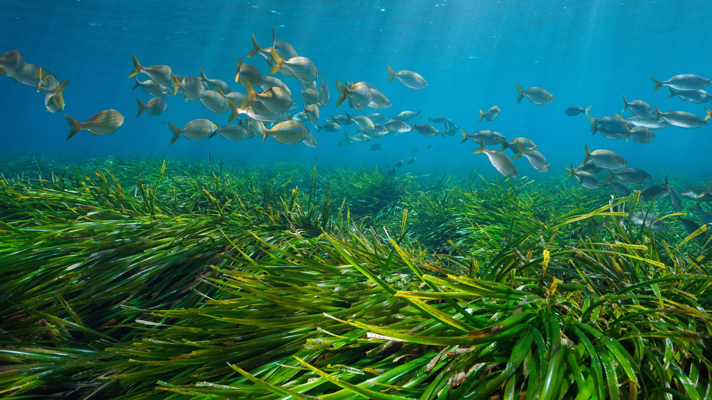 fish swim over a seagrass meadow