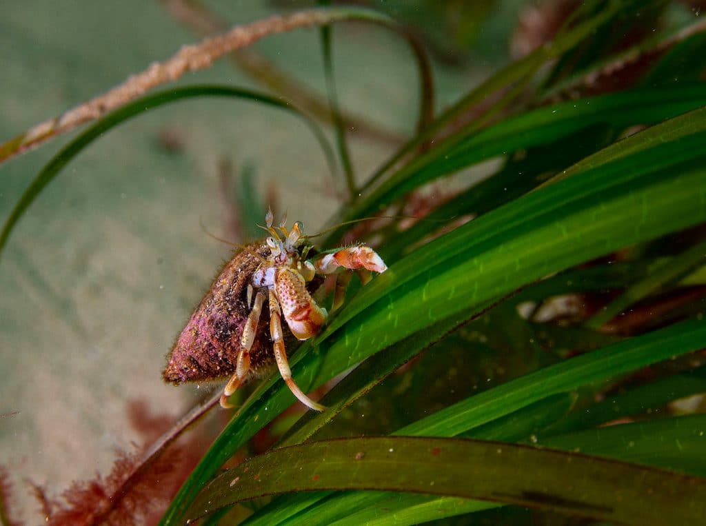 hermit crab on seagrass