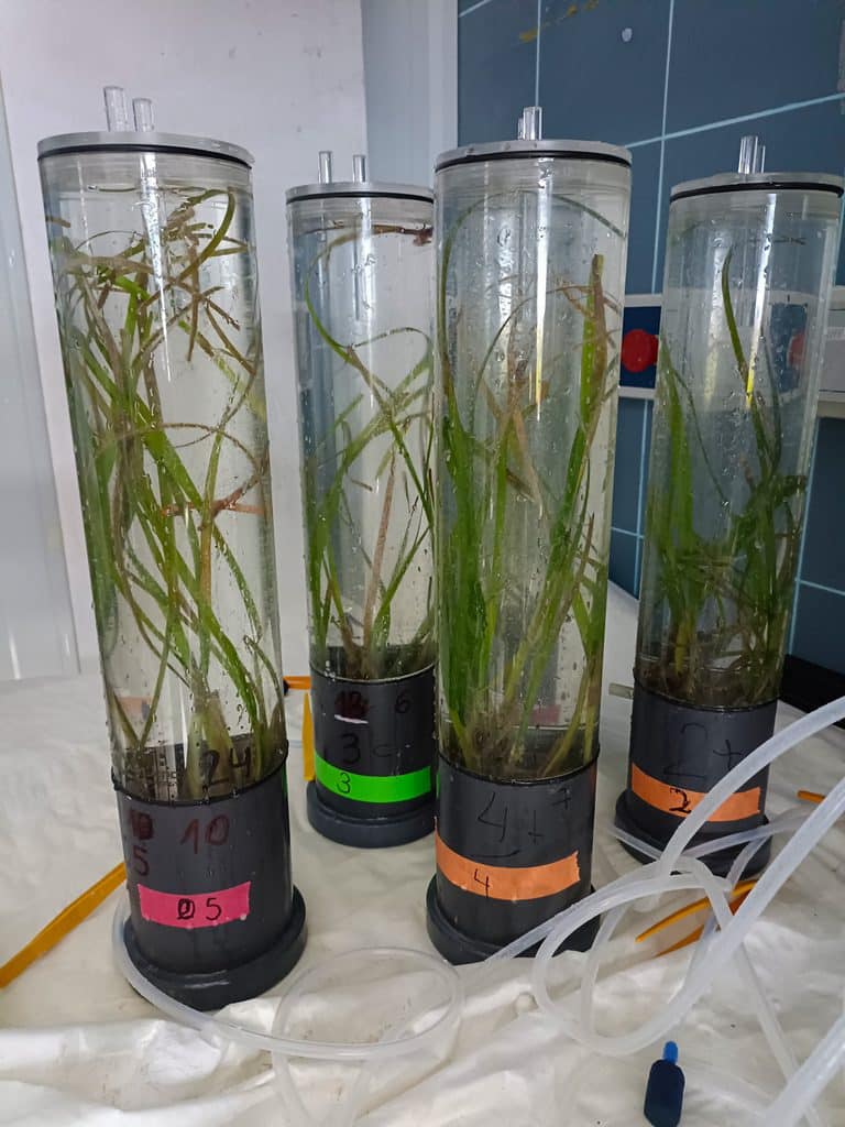 seagrass in glass tubes