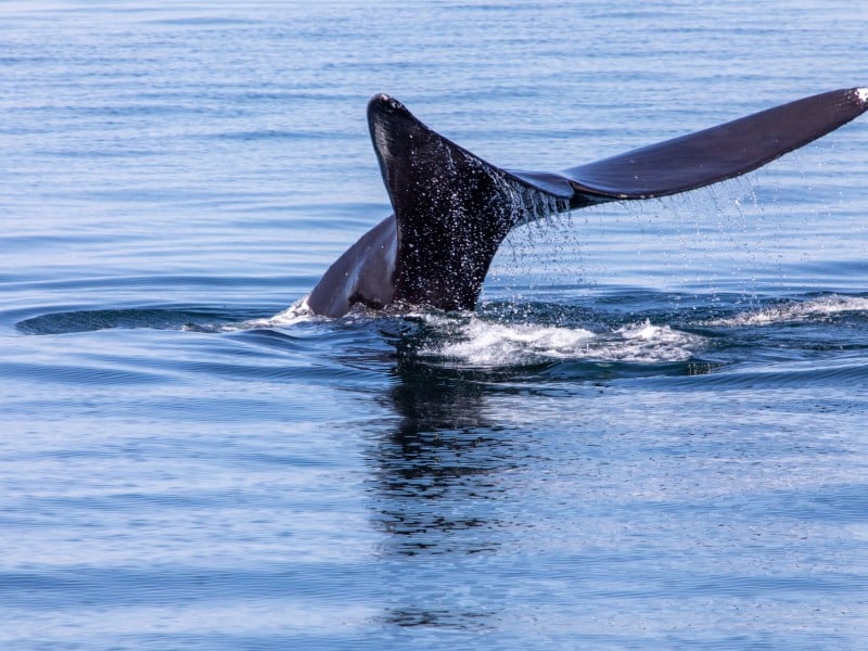 An endangered North Atlantic right whale dips beneath the surface as it feeds off the coast of Cape Cod, Massachusetts