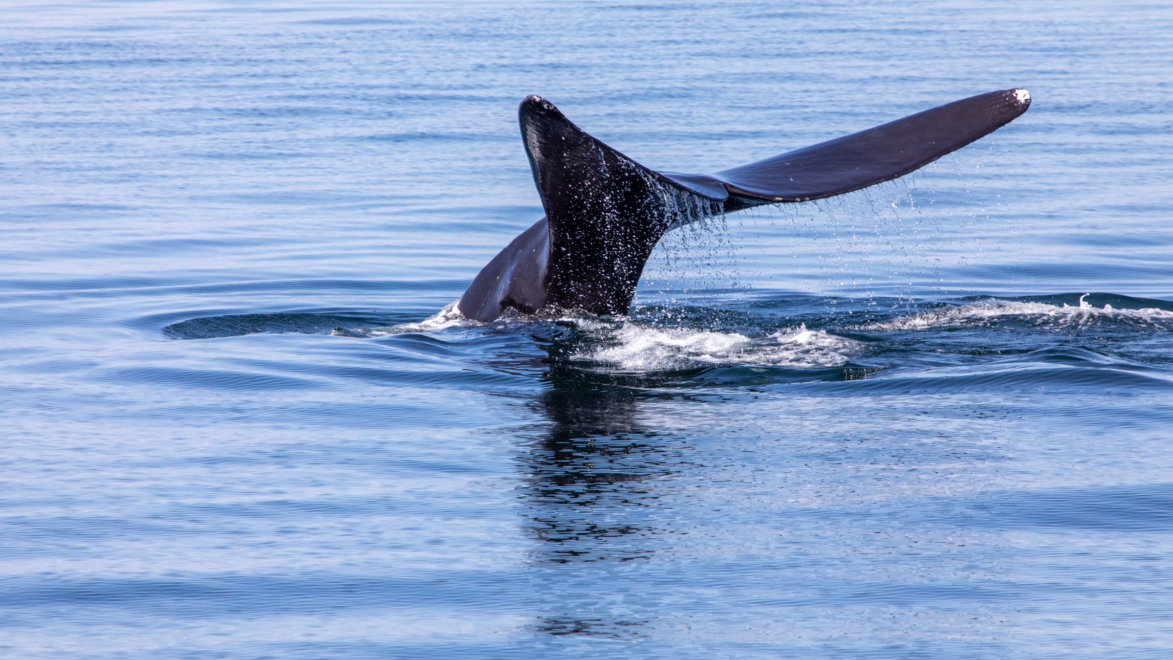 An endangered North Atlantic right whale dips beneath the surface as it feeds off the coast of Cape Cod, Massachusetts