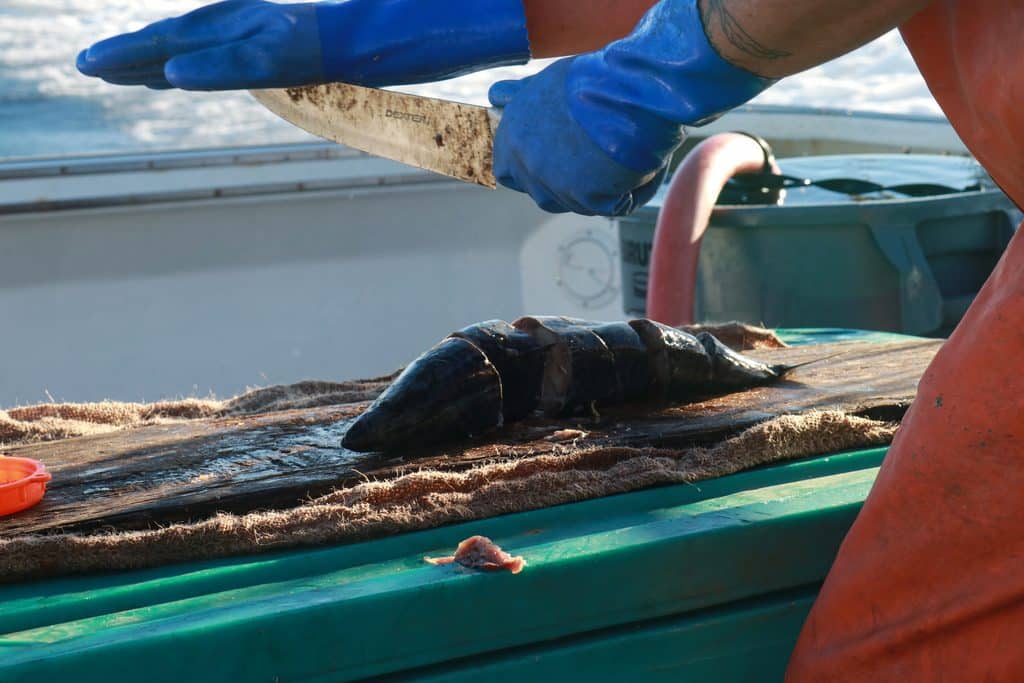 Justin Harrison-Munoz chops mackerel that will be used as bait to attract brown box crabs, a species at the center of an emerging fishery along California’s West Coast.