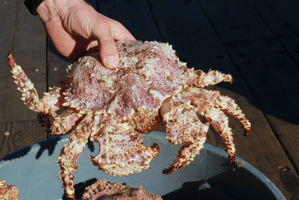 A brown box crab recently caught near the California’s Channel Islands is destined for sale in Santa Barbara’s fish market, where the species is prized for its delicate flavor.
