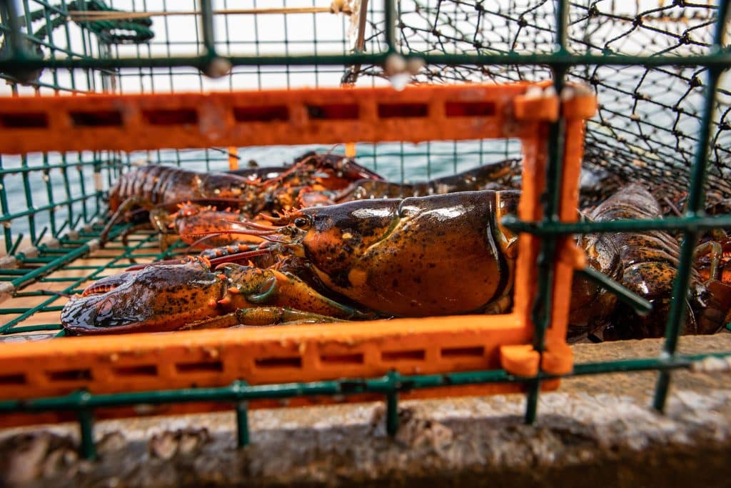 Lobsters rest inside a trap on the boat of lobsterman Mike Lane as he tests ropeless gear technology off the coast of Cohasset, Massachusetts.