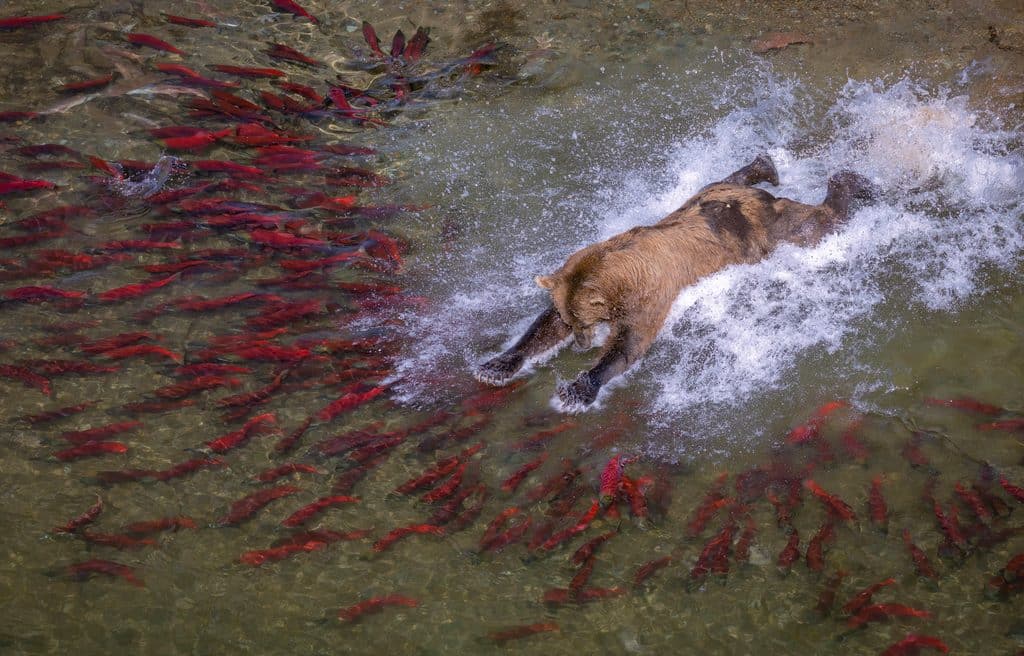 Brown bear catching salmon