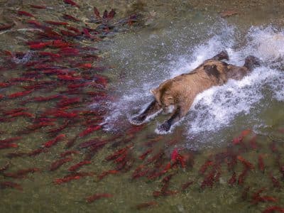 brown bear fishing for salmon