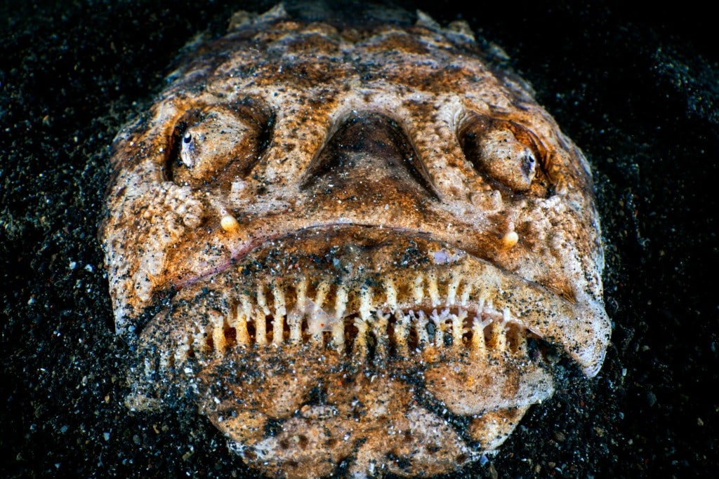 whitemargin stargazer