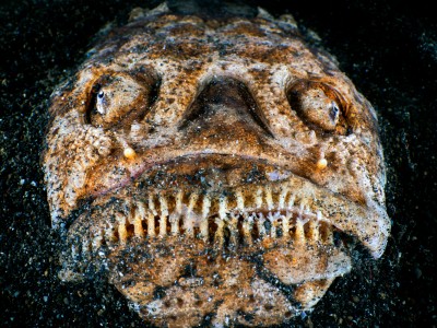 whitemargin stargazer